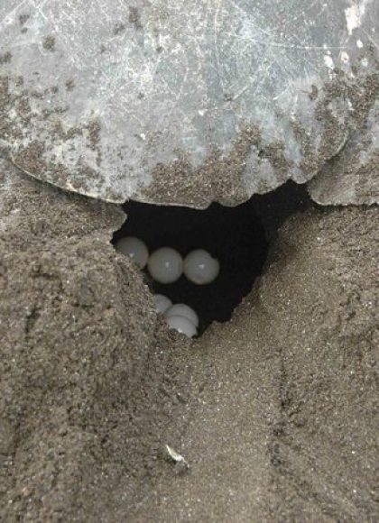 Tamarindo Turtle Nesting tour Tamarindo Tours